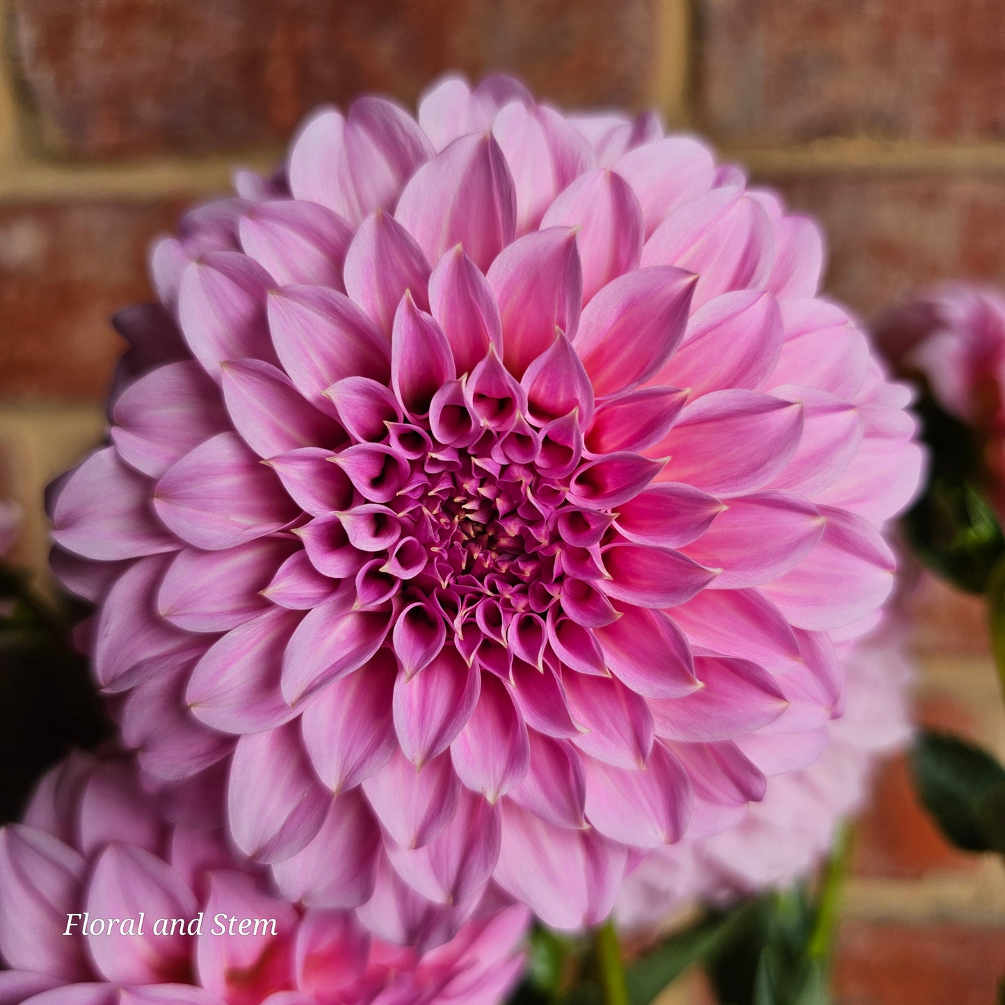 Araluen Leatrice