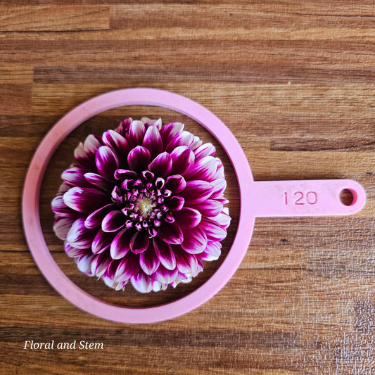 Du Roi Albert (Deuil)