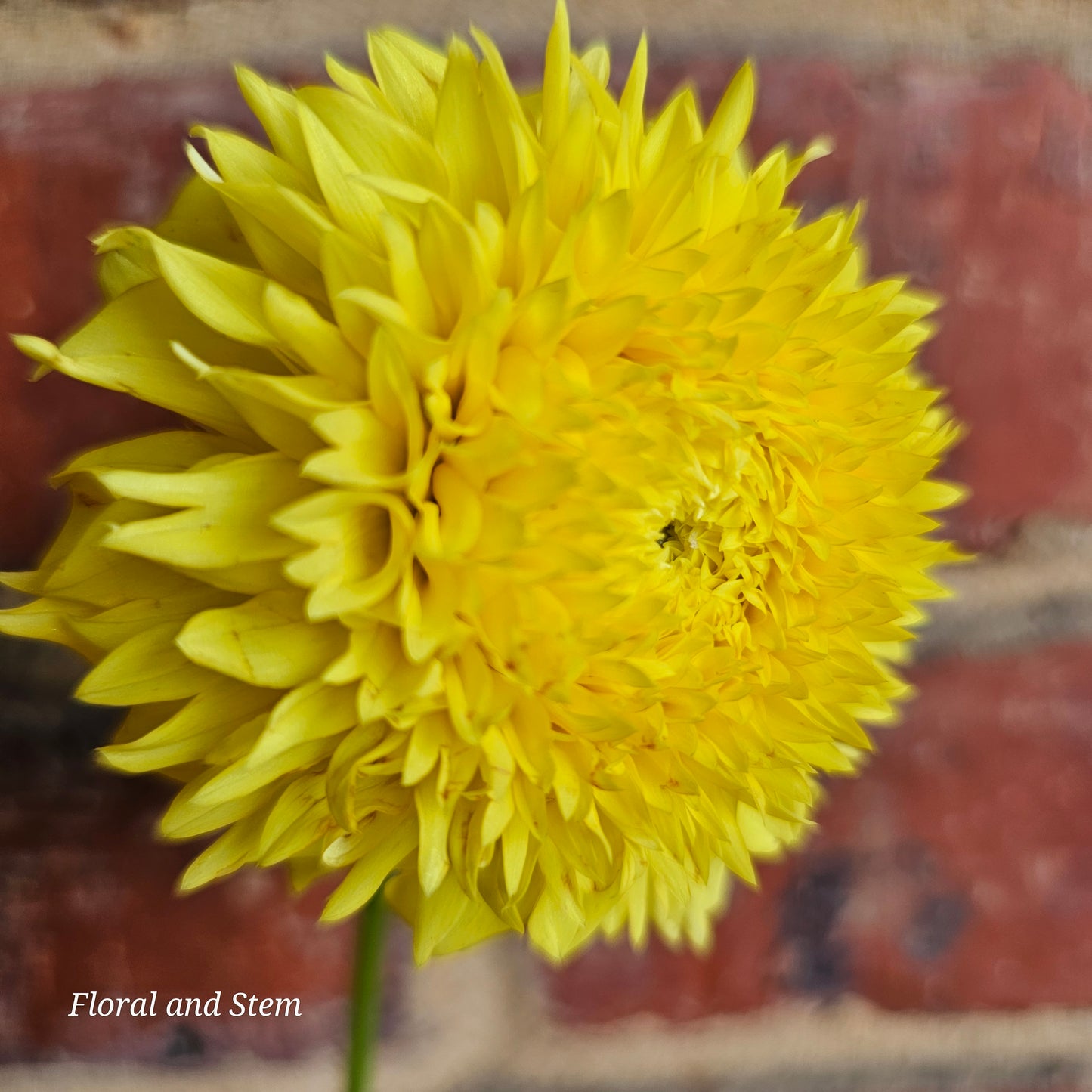 Florelie Dandelion