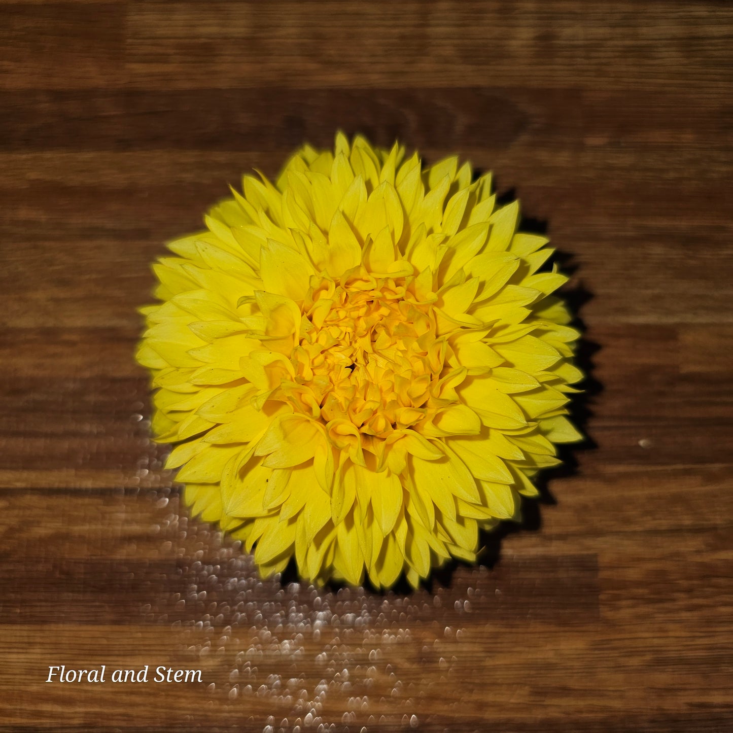 Florelie Dandelion