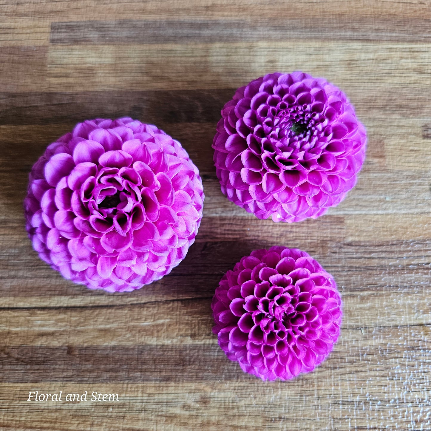 Florelie Hayley
