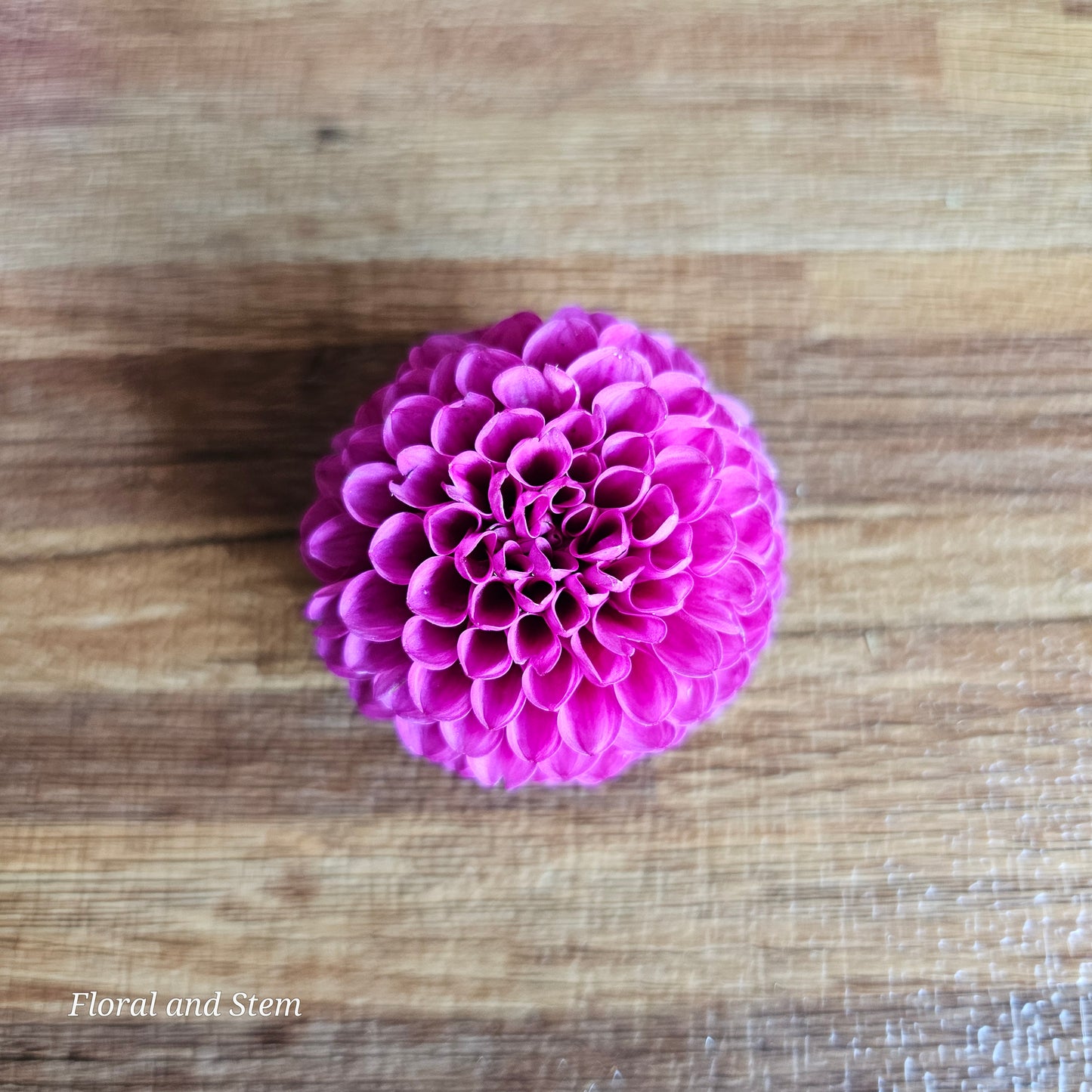 Florelie Hayley