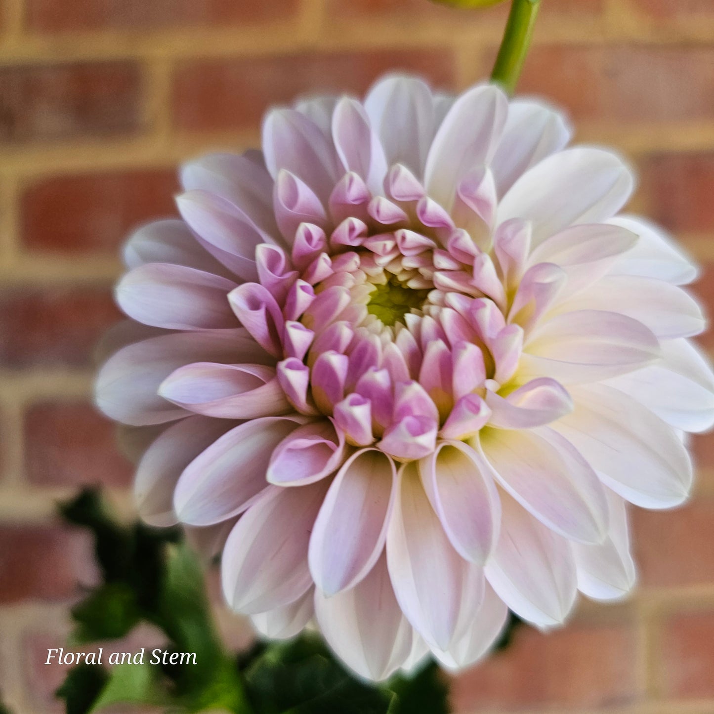 Florelie Peggy