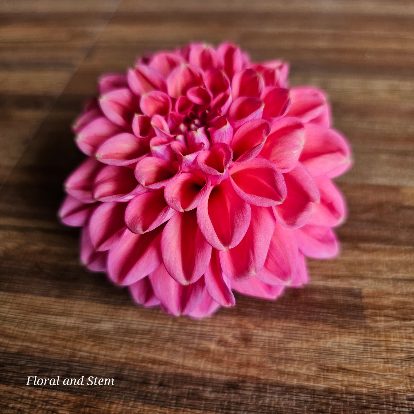 Florelie Quince