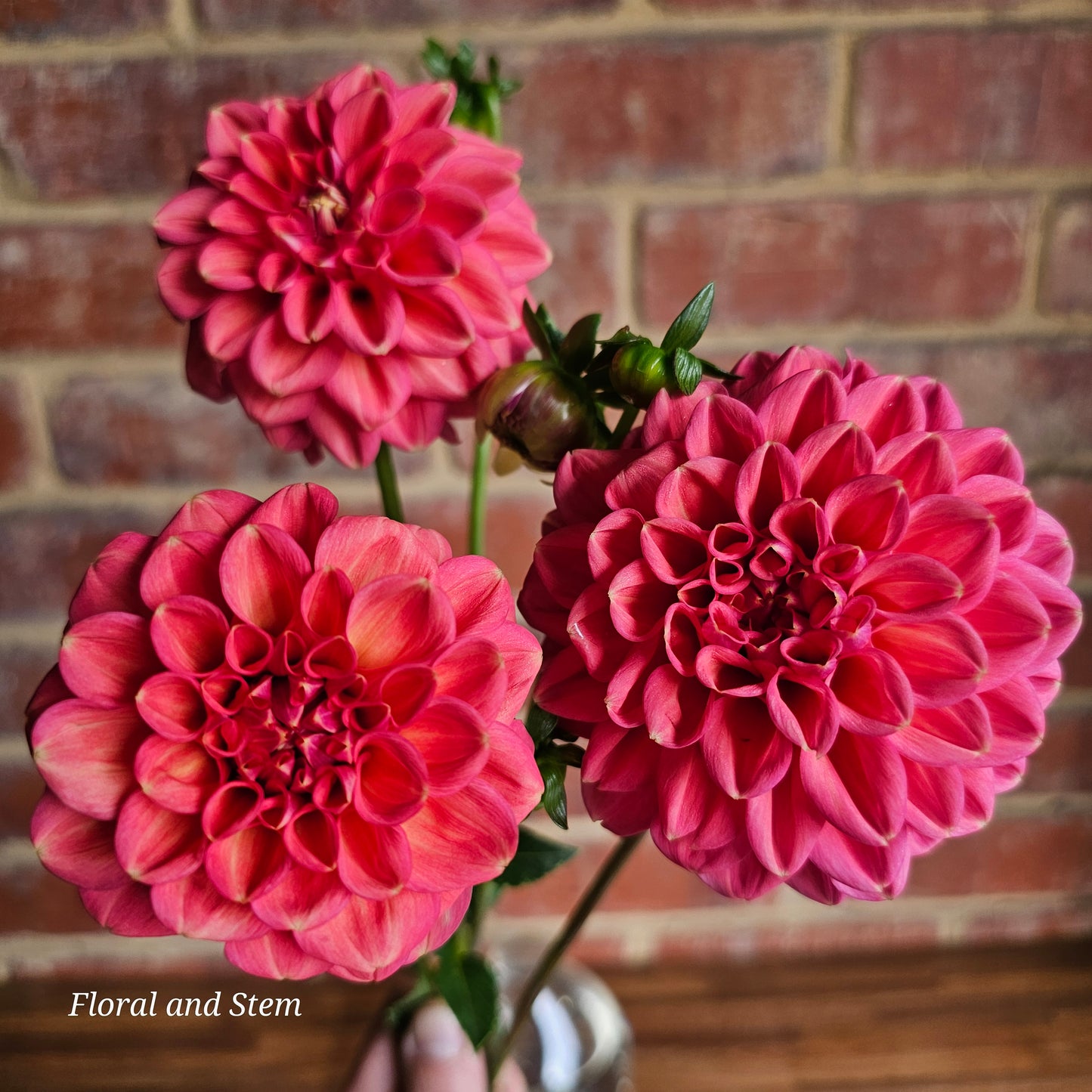 Florelie Quince