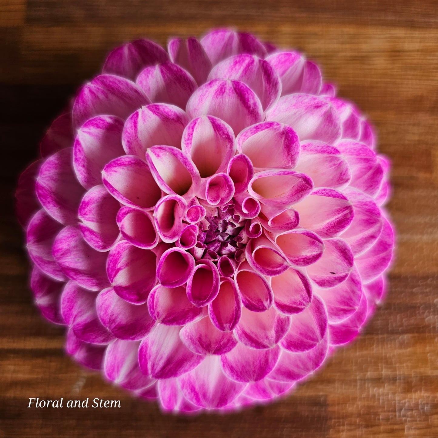 Florelie Watercolour