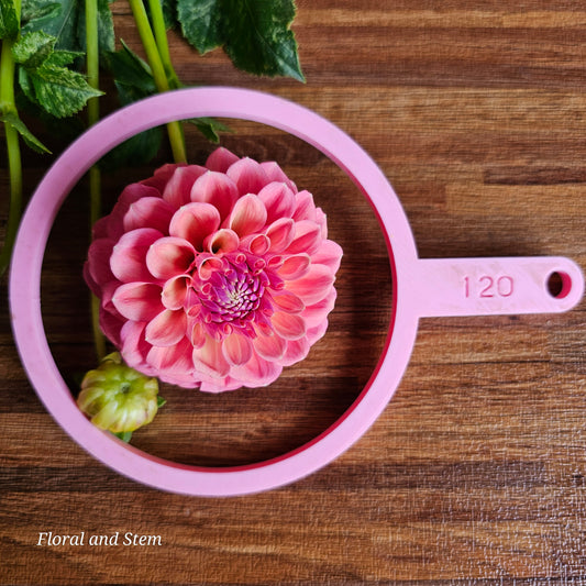 Glenmarc Sophie - Sport