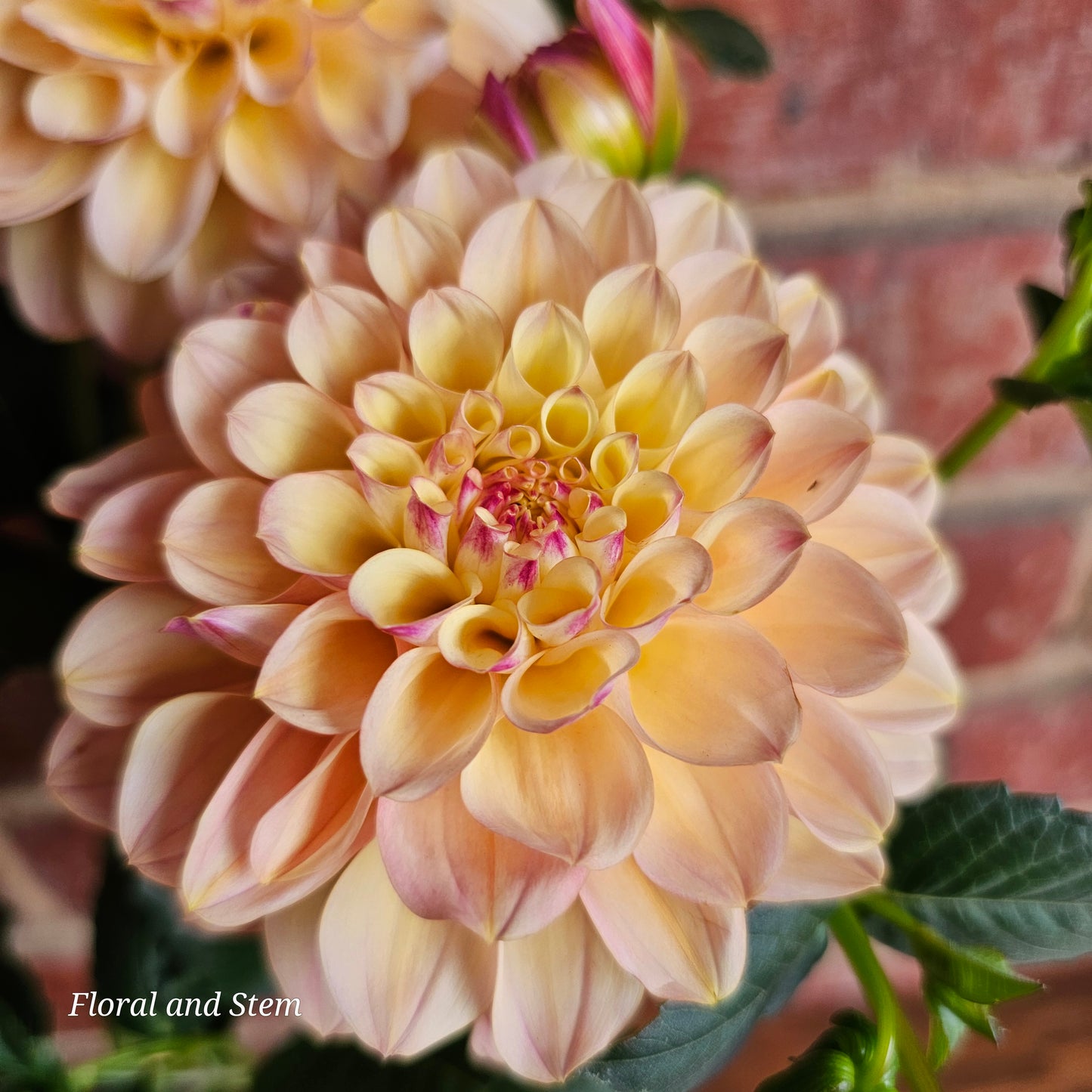 Gosia Peach Sundae