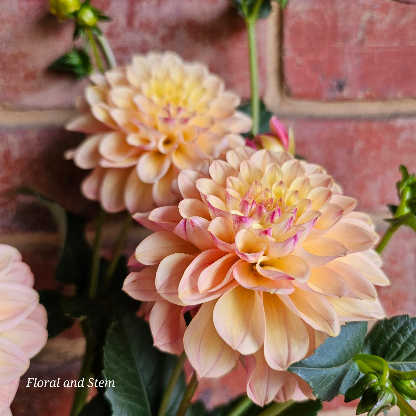 Gosia Peach Sundae
