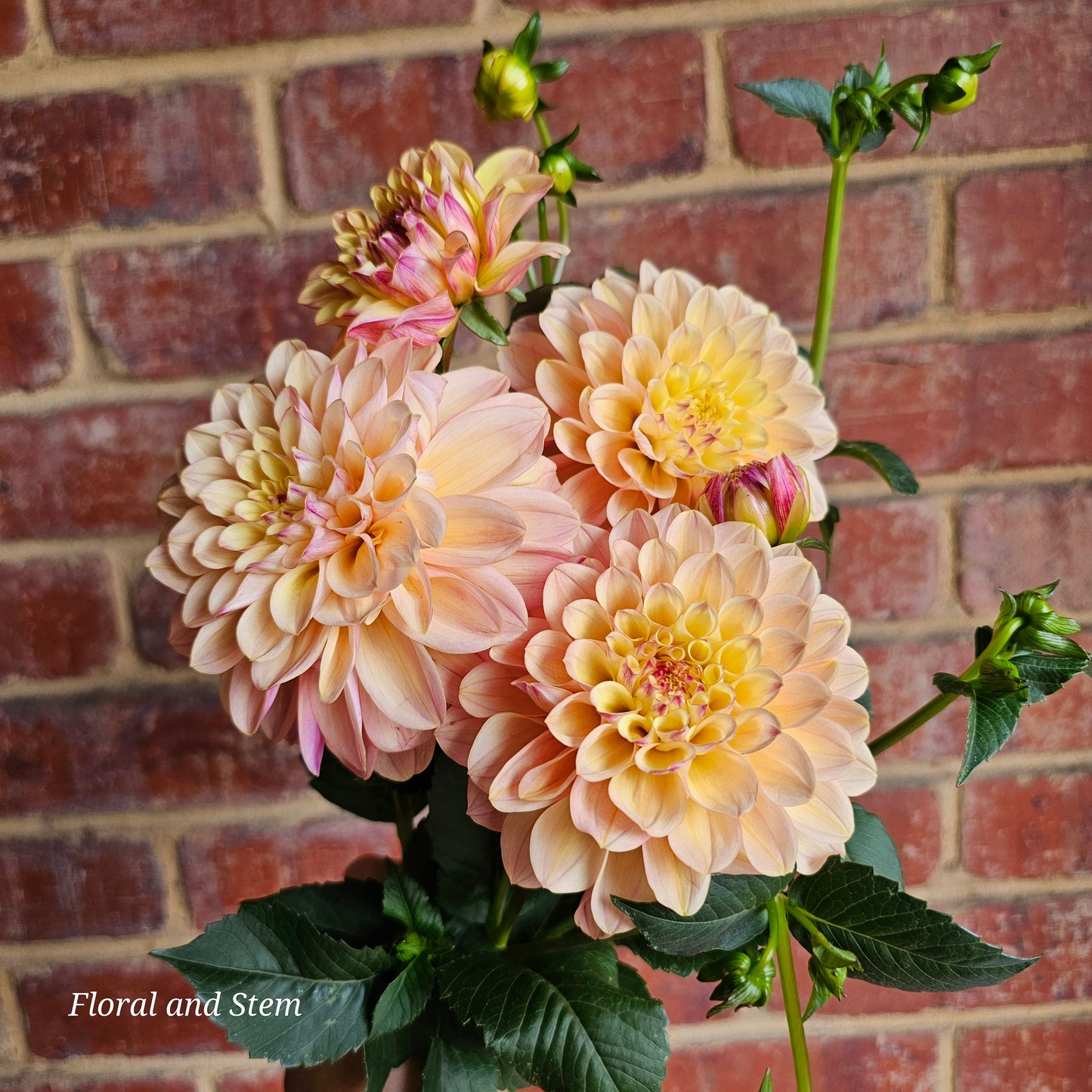 Gosia Peach Sundae