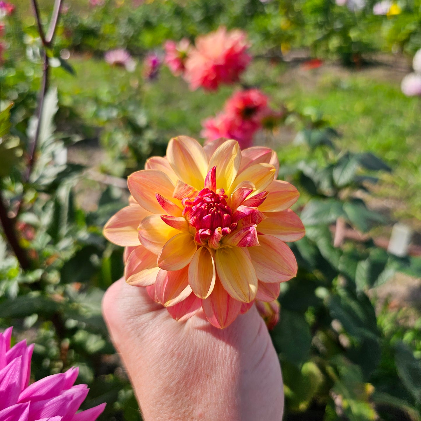 Gosia Peach Sundae