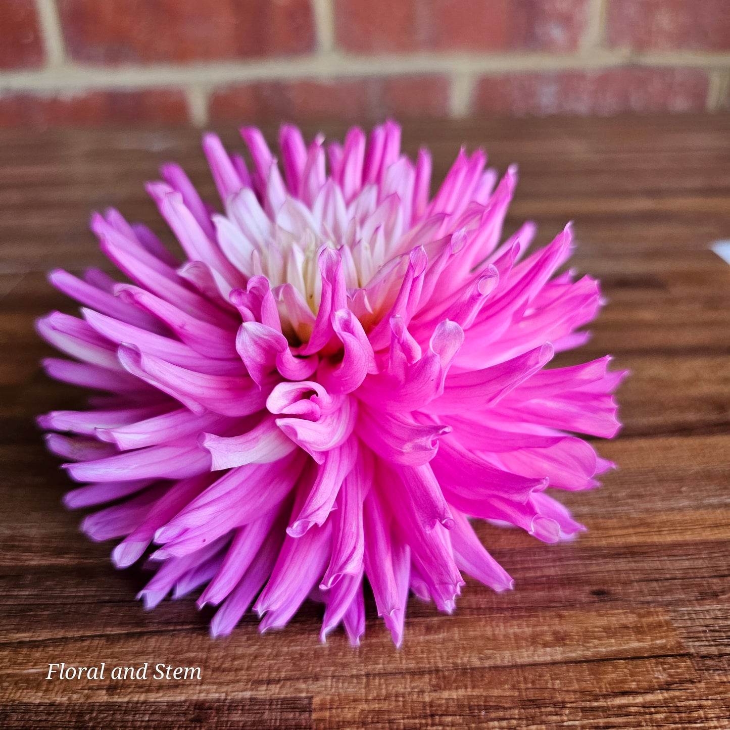 Unknown Pink and White Cactus