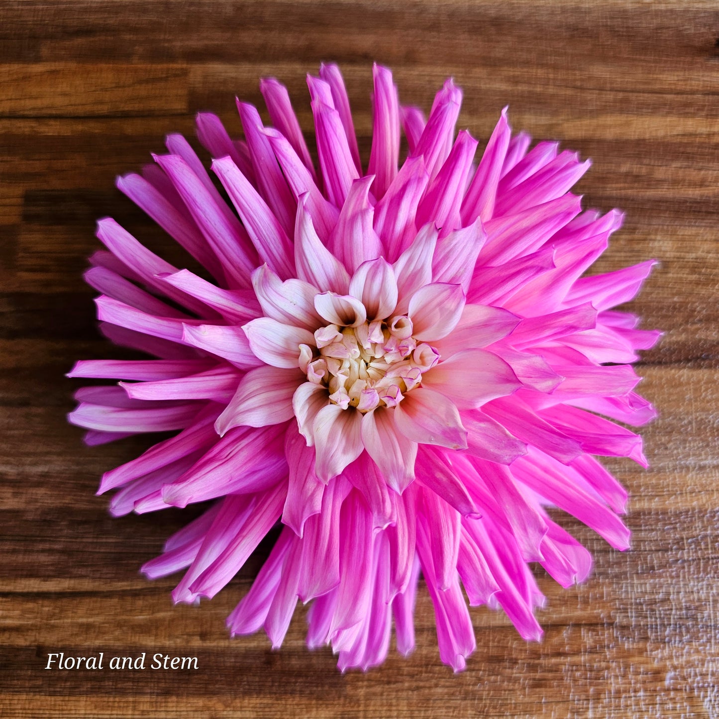 Unknown Pink and White Cactus