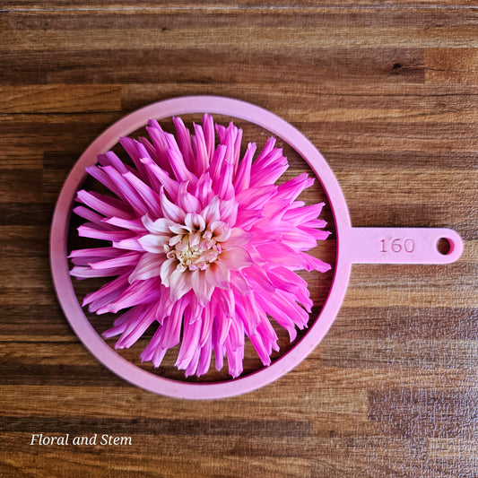 Unknown Pink and White Cactus