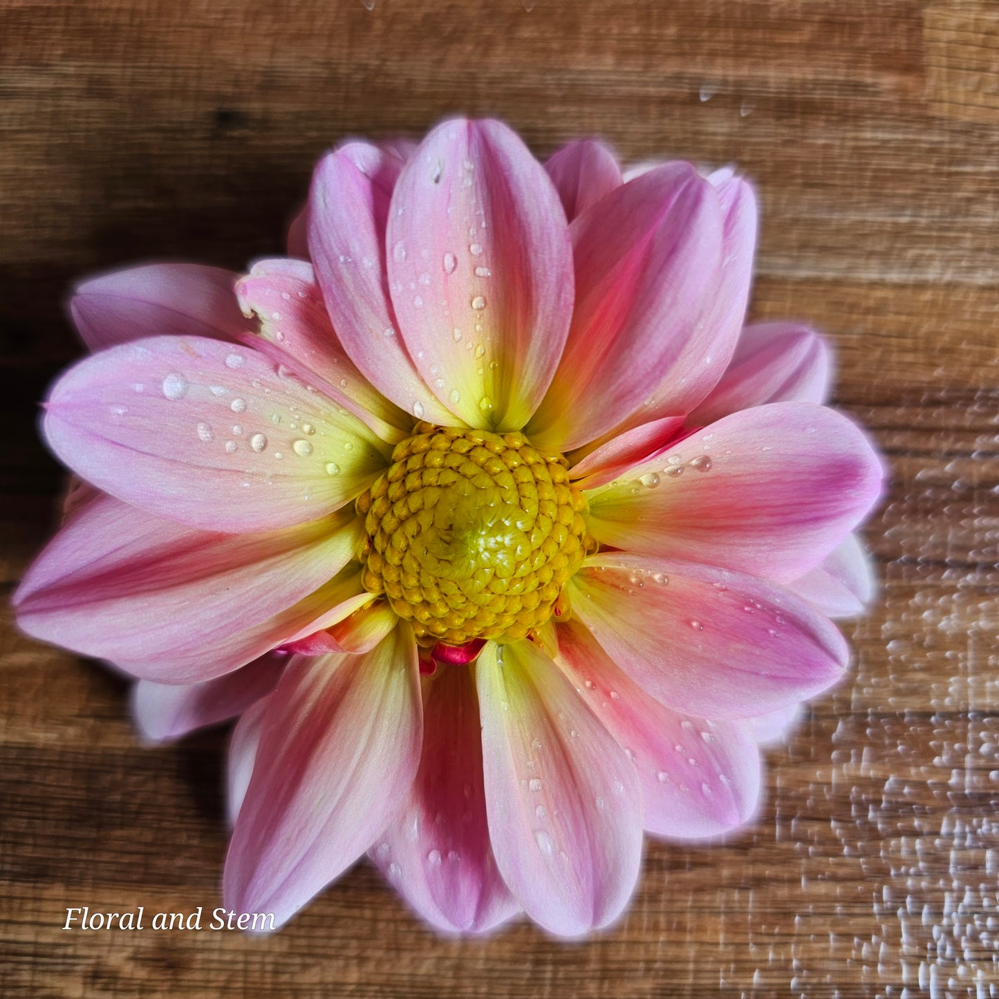 Merton's Peach