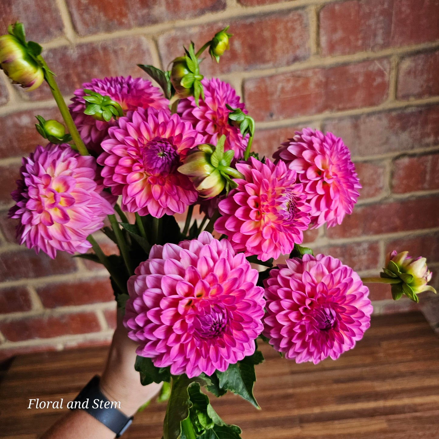 Pink Suffusion