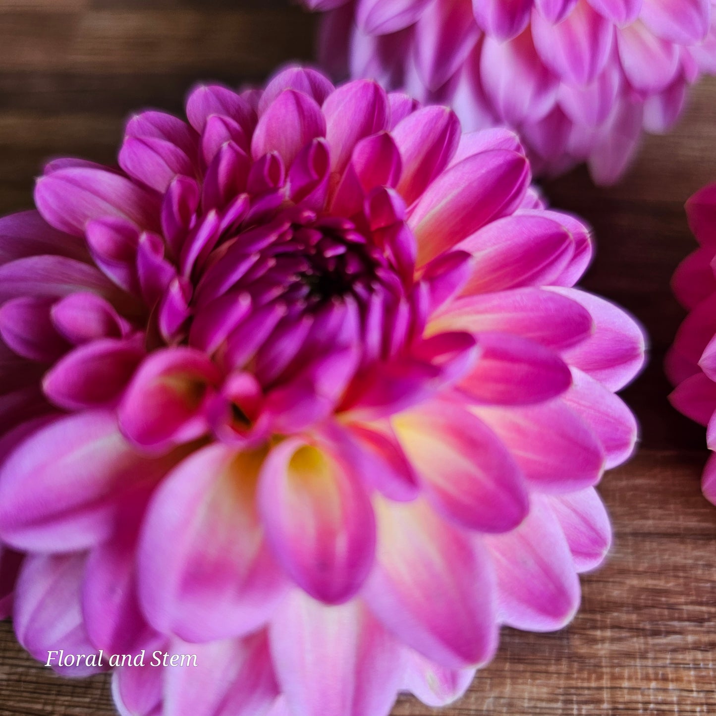 Pink Suffusion