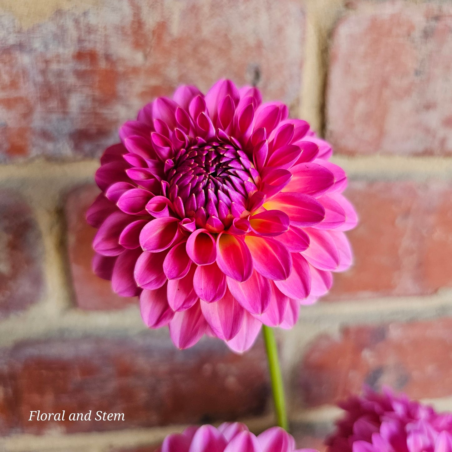 Pink Suffusion