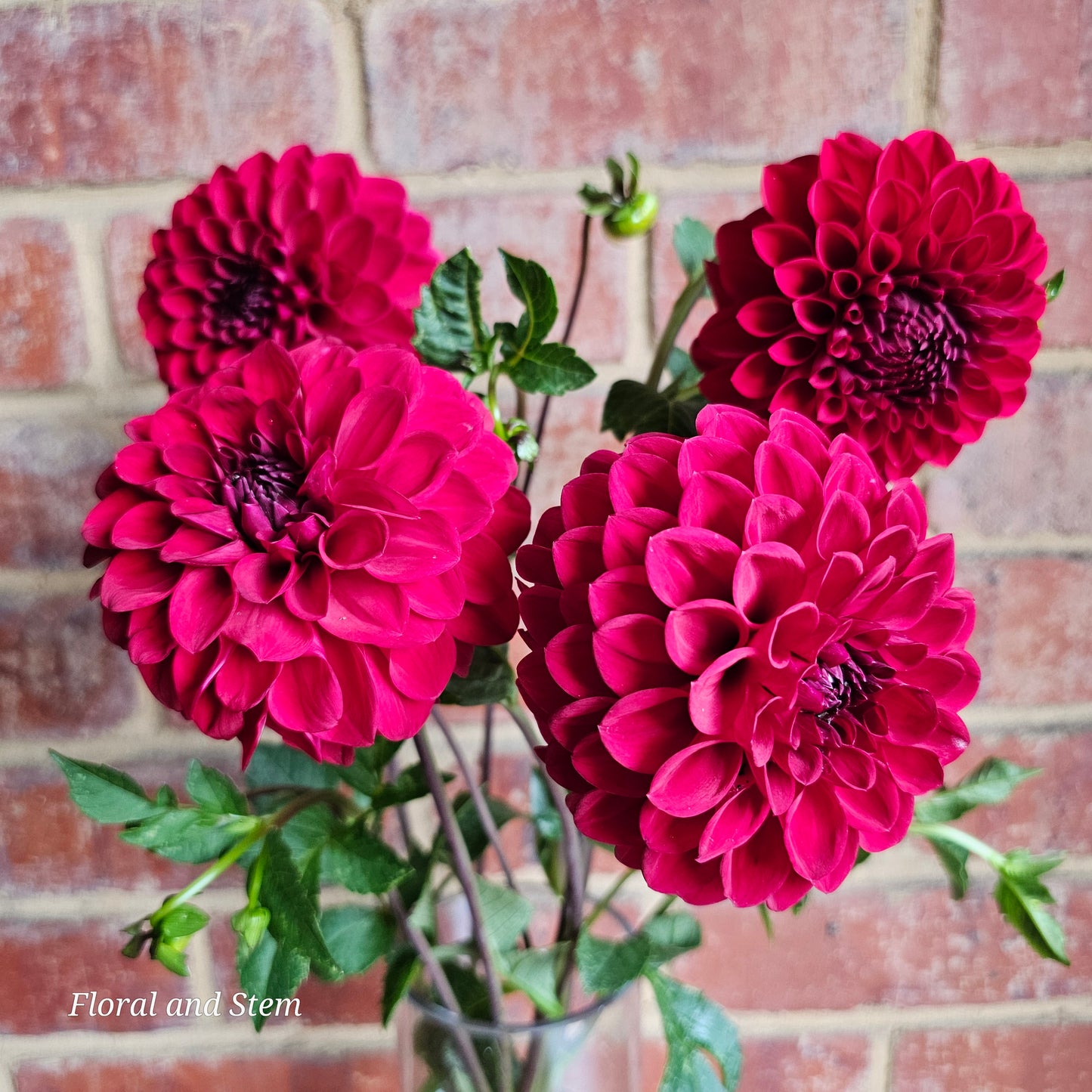 Red Wonder