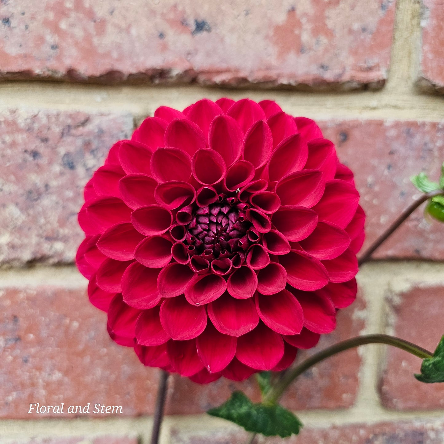 Red Wonder