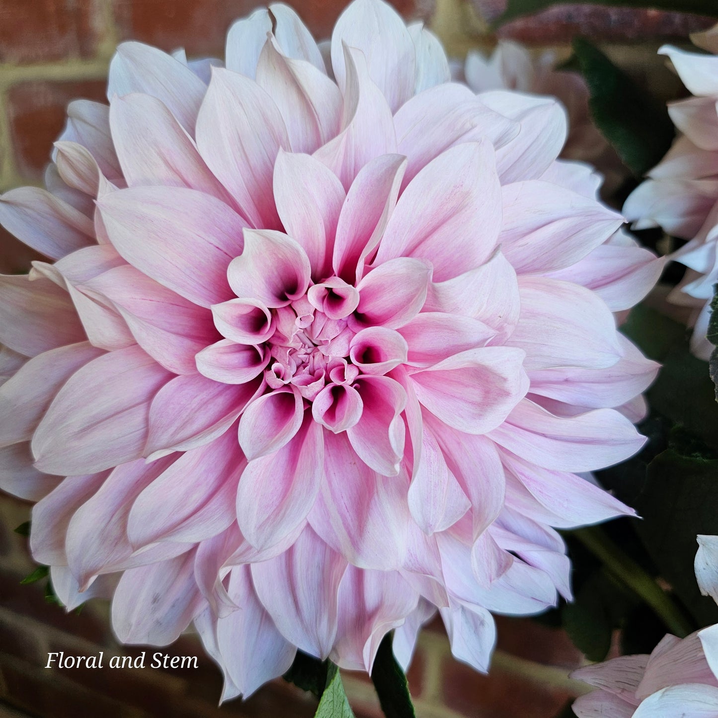 Unknown Pink