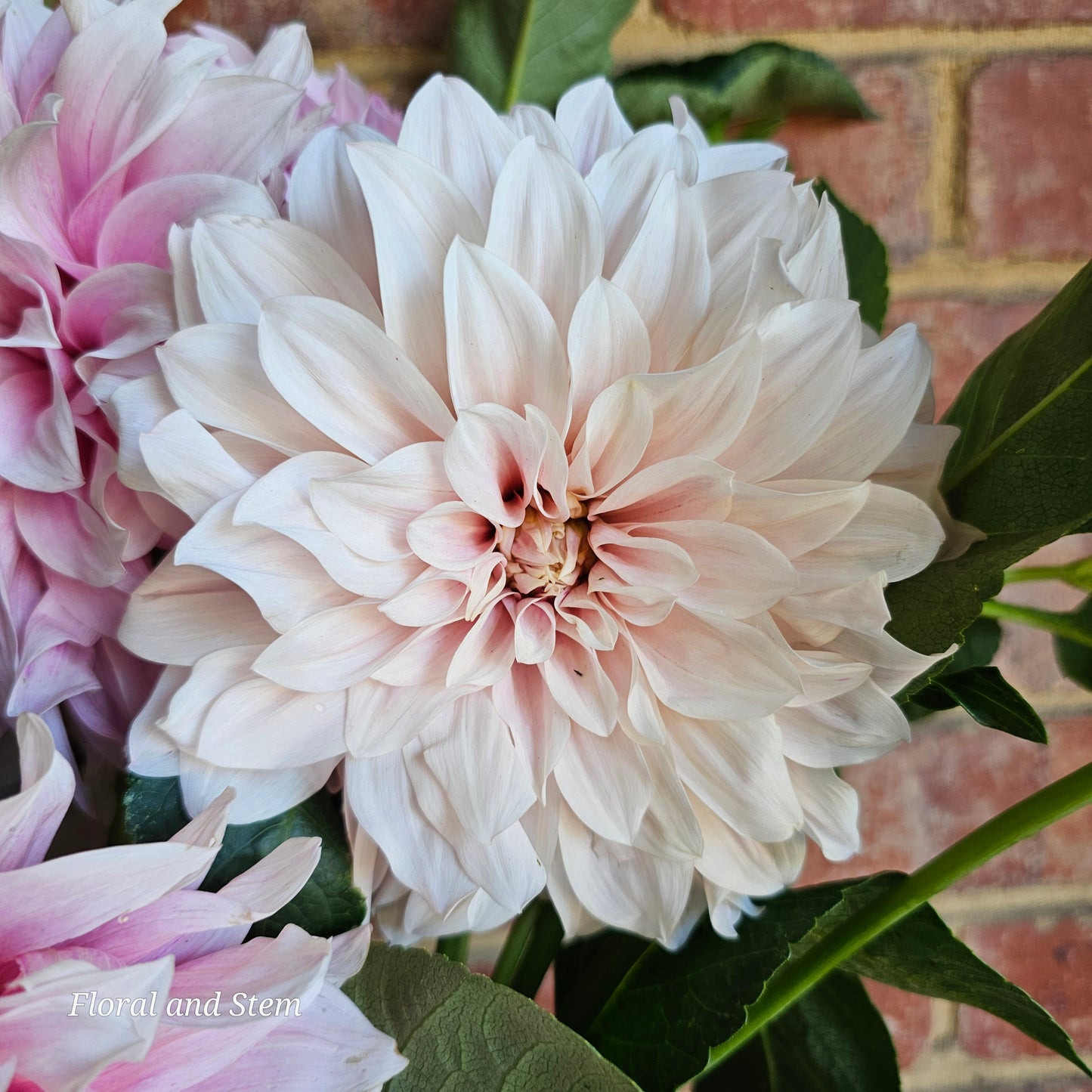 Unknown Pink