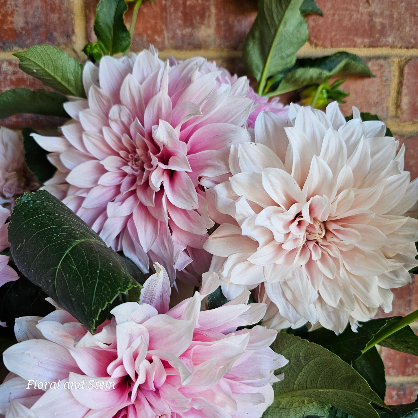 Unknown Pink