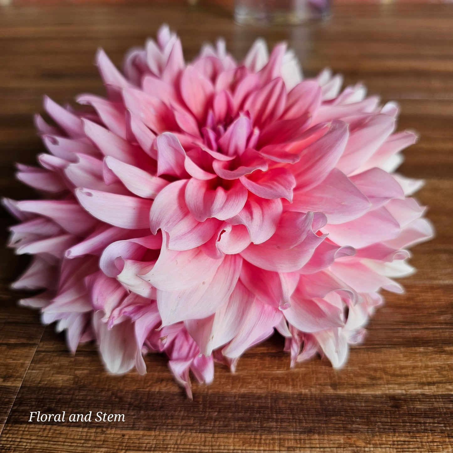 WV Victorian Blush