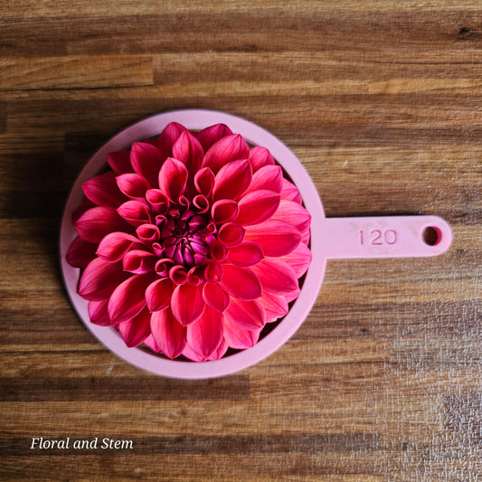 Warraview Watermelon