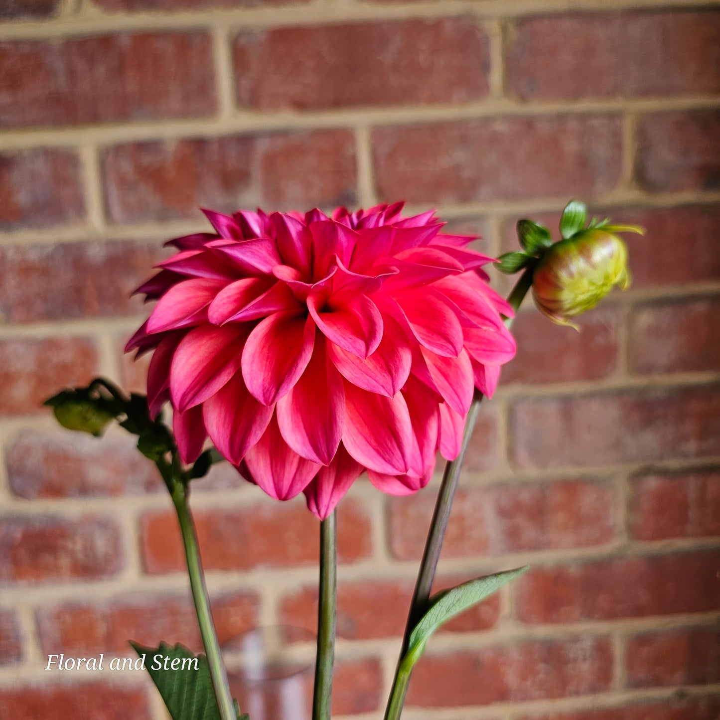 Warraview Watermelon