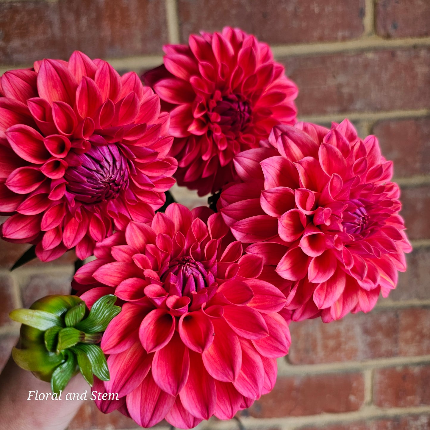 Warraview Watermelon