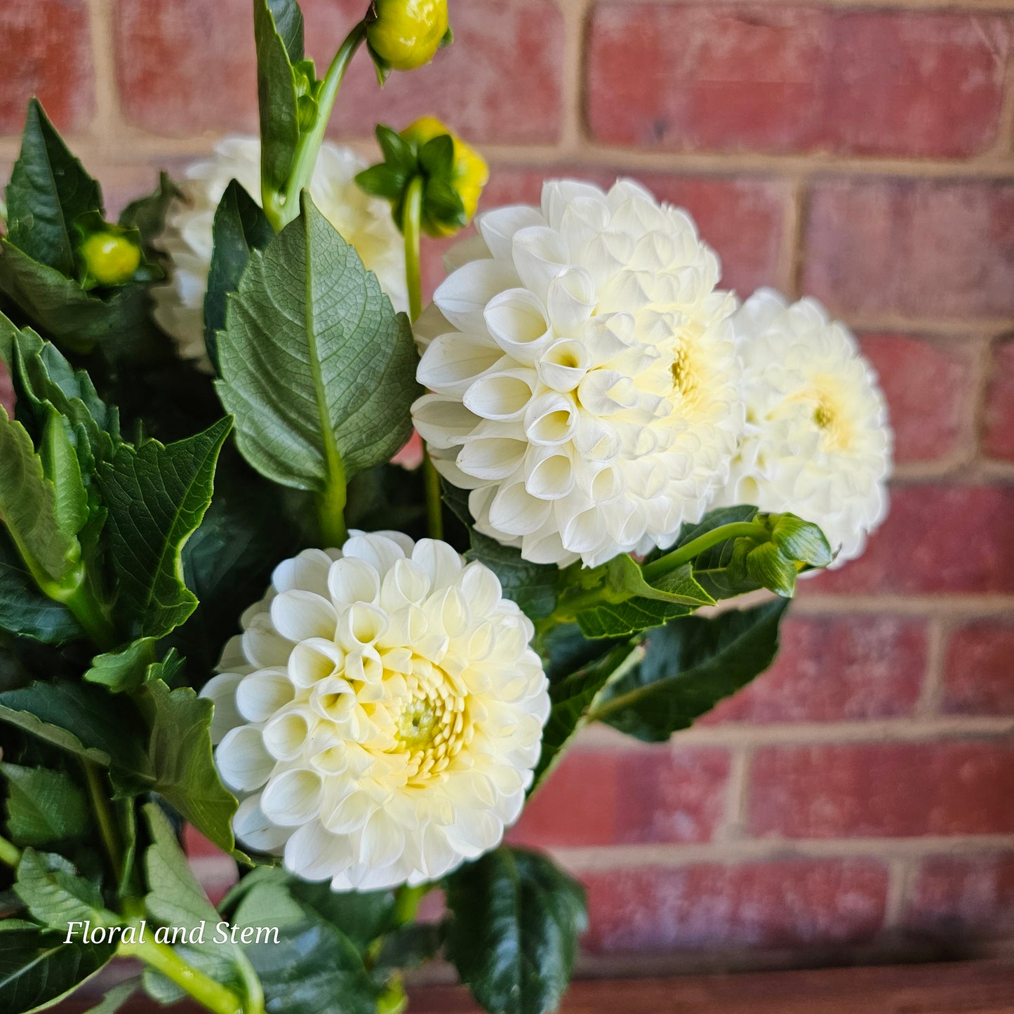 Winkie Vanilla