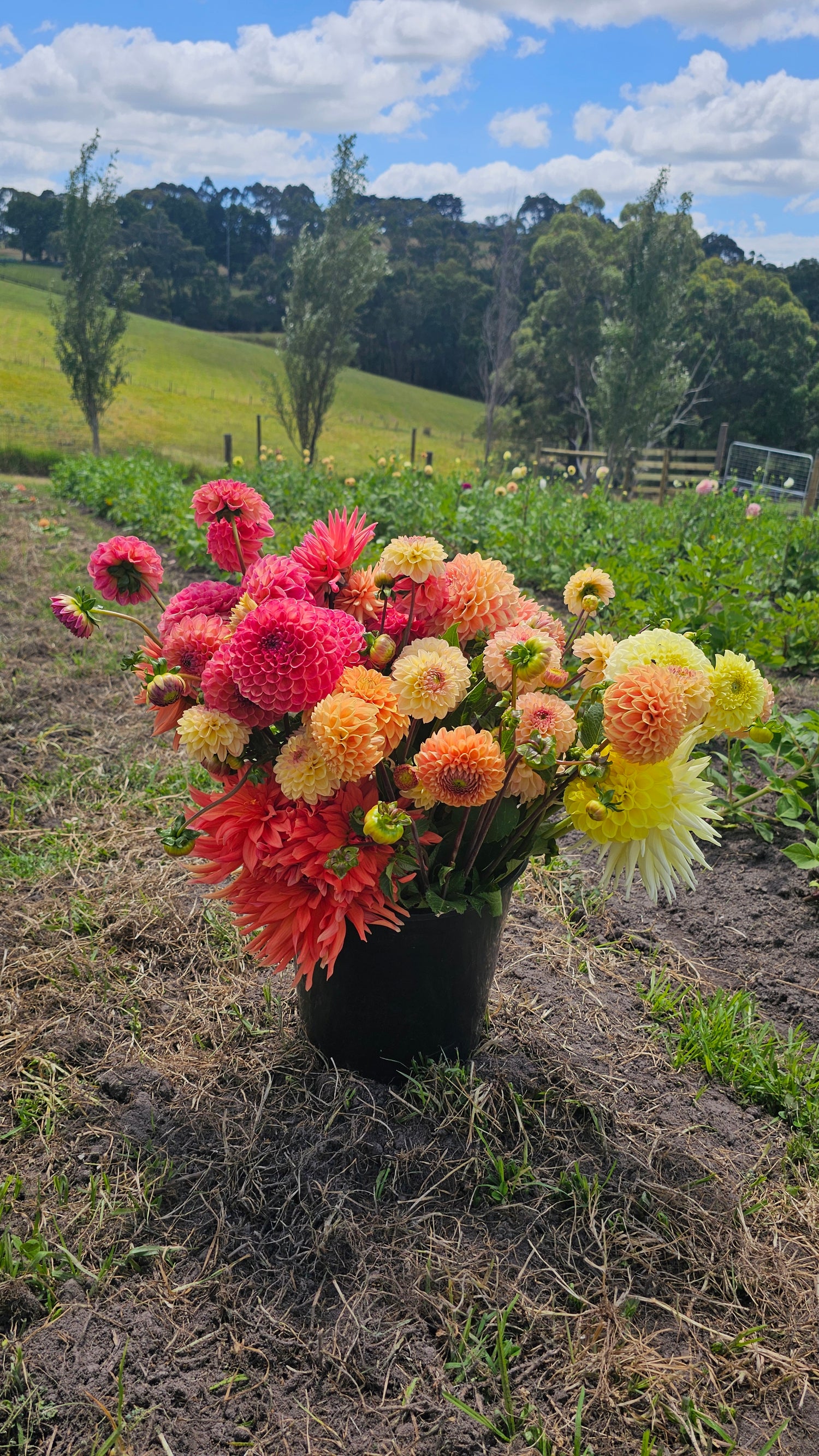 Cut Flower Starter collection