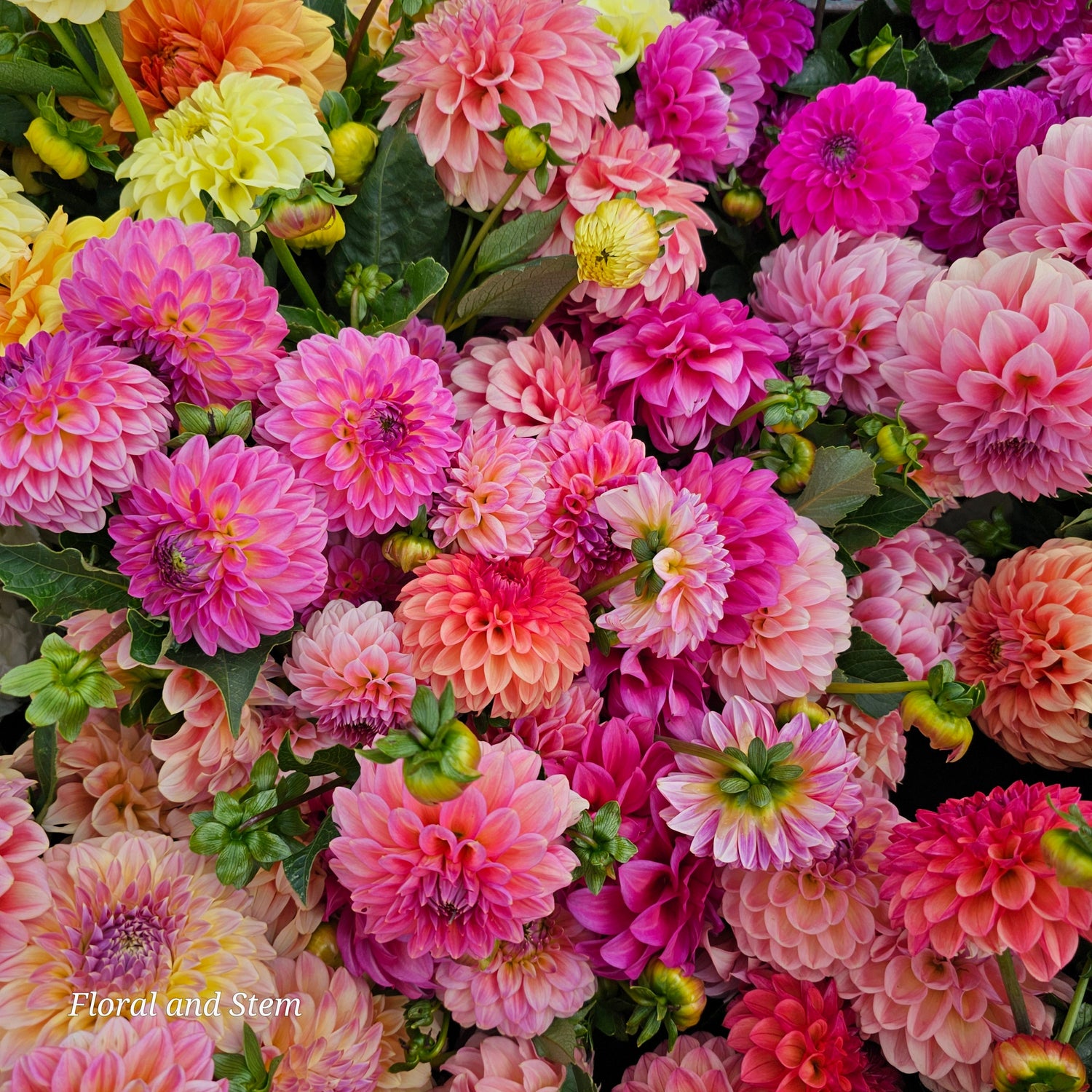 Floral and Stem's 2025 Dahlia Pre-Sale Collection