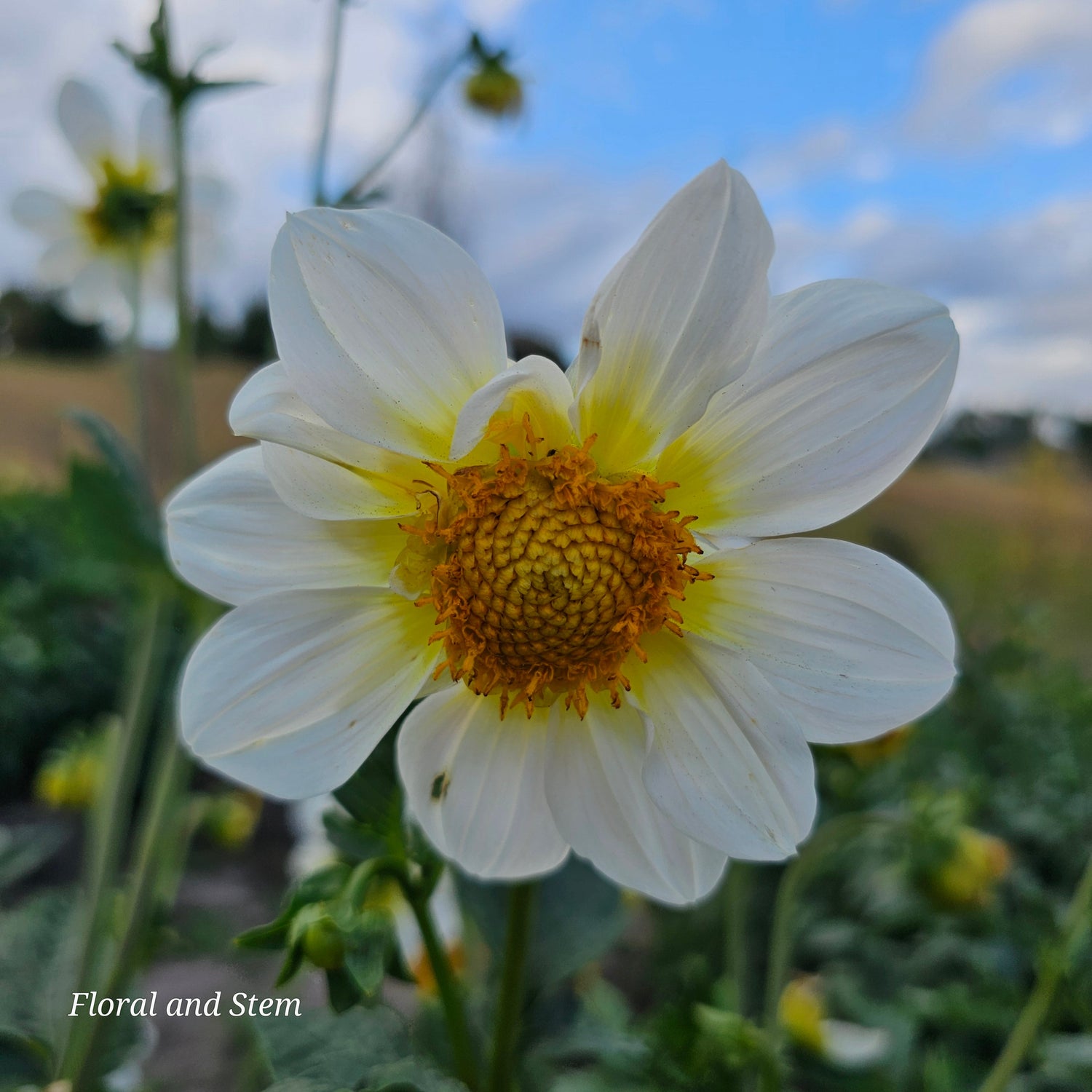 Dahlia Single