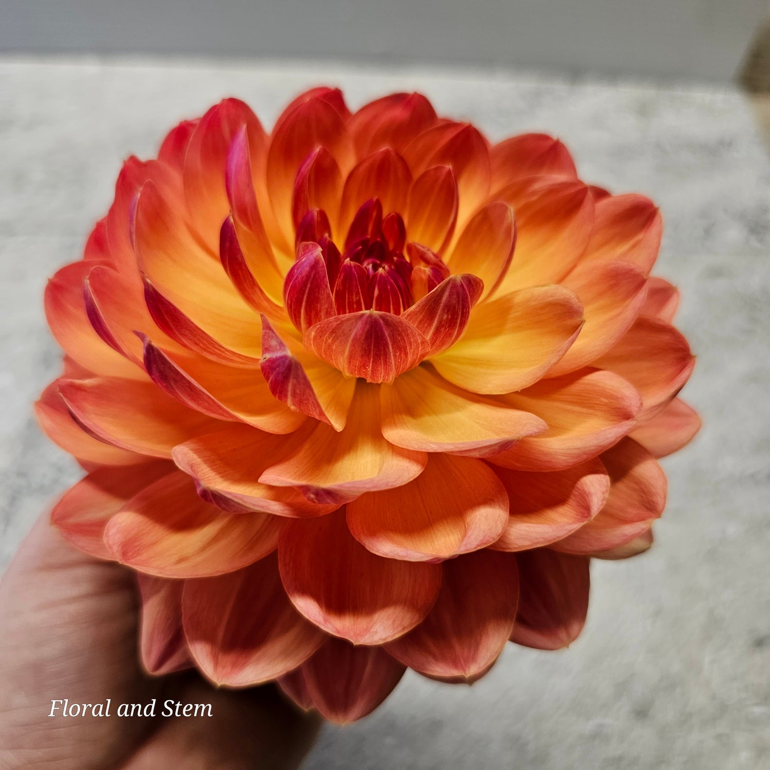 Waterlily has fully double, symmetrical blooms with slightly cupped florets that open from a domed center to a saucer-shaped face.