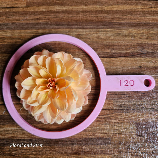 Apricot Sunrise