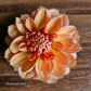 Apricot Sunrise