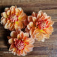 Apricot Sunrise