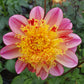 Araluen Beauty