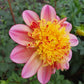 Araluen Beauty