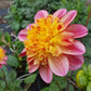 Araluen Beauty