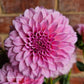 Araluen Leatrice