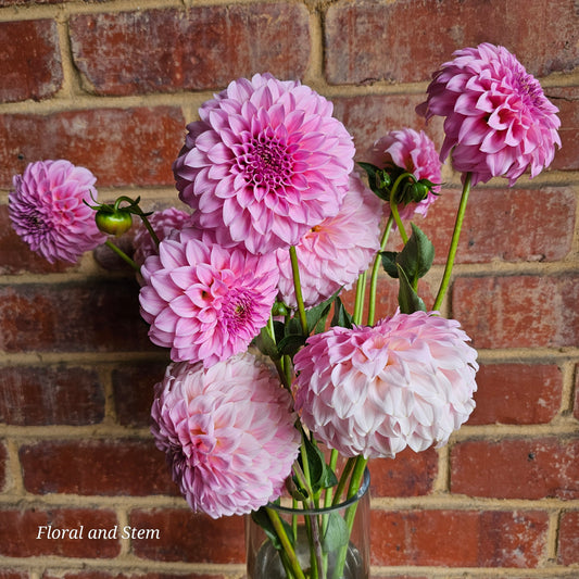 Araluen Leatrice