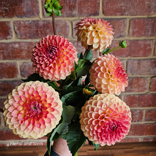 Blyton Softer Gleam