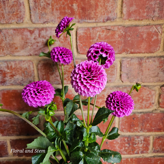 Florelie Boysenberry