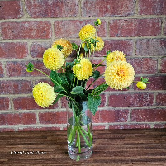 Florelie Dandelion
