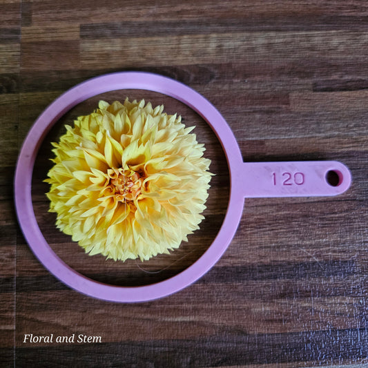Florelie Dandelion