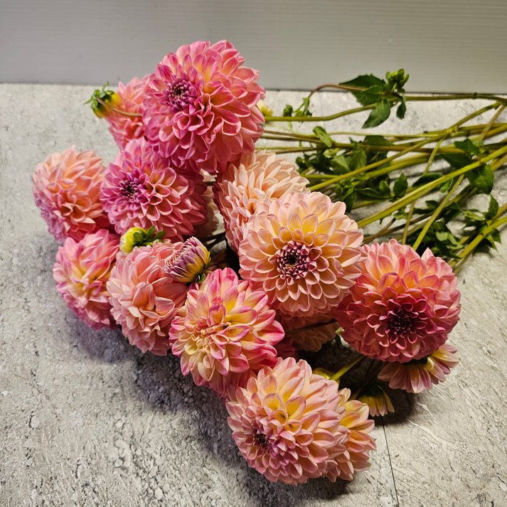 Florelie Harmony – Floral and Stem