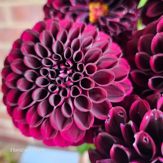 Florelie Midnight